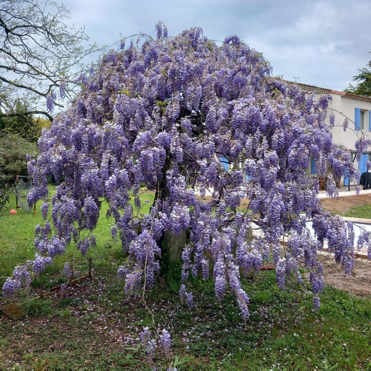 Le Petit Mas Des Alpilles En Provence Villa Saint-Étienne-du-Grès Eksteriør billede